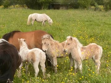 Palominobont Shetland pony veulen - stamboek 