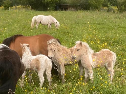 Palominobont Shetland pony veulen - stamboek, Animaux & Accessoires, Poneys, Étalon, Ne s'applique pas, Poney A (jusqu'à 1.17 m)