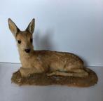 Ree kalf, hertje, bambi - taxidermie - prachtstuk, Verzamelen, Ophalen of Verzenden, Gebruikt, Hert, Opgezet dier