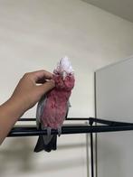 Super lieve rose kaketoe, Dieren en Toebehoren, Vrouwelijk, Papegaai, Pratend