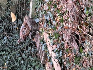 Jonge bosfazand formoza beschikbaar voor biedingen