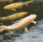 Koi butterfly platinum ogon 75 cm , wegens stopzetting hobby