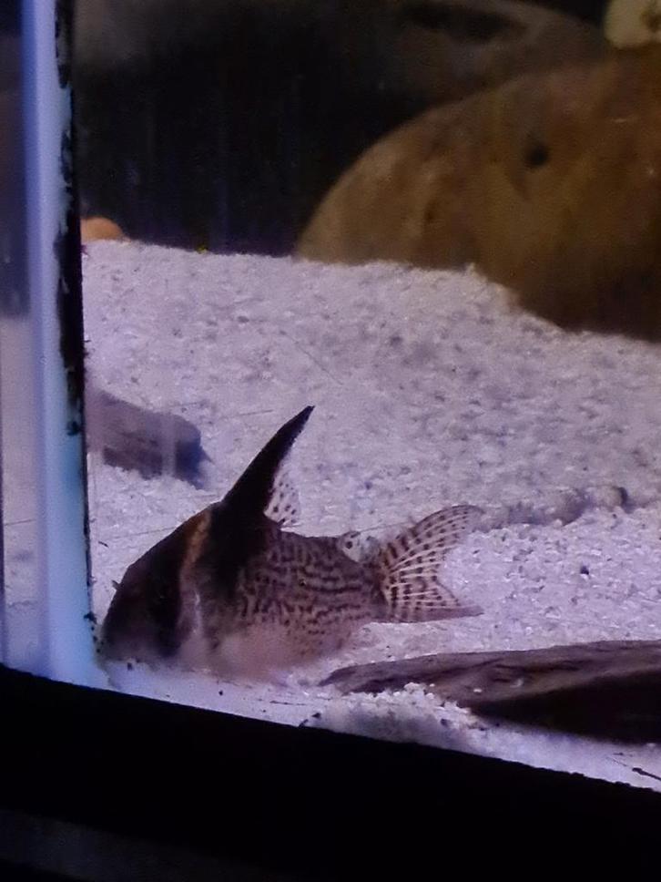 Corydoras cw27 high fin wv, Dieren en Toebehoren, Vissen | Aquariumvissen