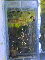 Helena slakken versturen kan!, Dieren en Toebehoren