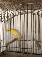 Scotch fancy, Animaux & Accessoires, Oiseaux | Canaris, Mâle, Canari de posture