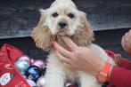 Amerikaanse cocker spaniël pups, Dieren en Toebehoren, 15 weken tot 1 jaar, Buitenland, CDV (hondenziekte), Meerdere