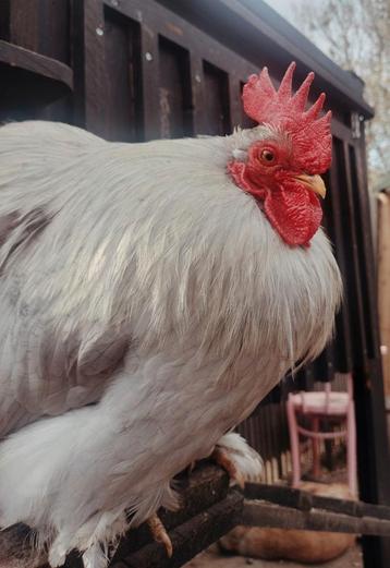 4 coqs de cochin, Mâle, Poule ou poulet