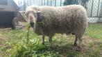 Bok te huur, Mannelijk, Schaap, 3 tot 5 jaar