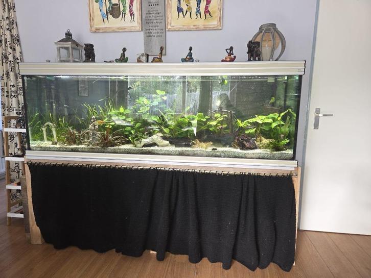 2 meter aquarium met alles erbij, Dieren en Toebehoren, Vissen | Aquaria en Toebehoren, Gebruikt, Gevuld zoetwateraquarium, Ophalen