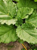 Rabarber plant en pot. 5€, Tuin en Terras, Ophalen