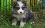 Border collie pups, Dieren en Toebehoren, België, CDV (hondenziekte), 8 tot 15 weken, Collie