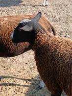Zwartblauwe lammetjes, Schaap, 0 tot 2 jaar