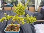 Azalea bonsai en acer bonsai wegen niet komen opdagen, Ophalen, Lente, Overige soorten, Halfschaduw