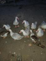 Barbrieeenden, Plusieurs animaux, Canard
