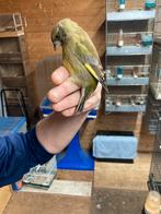 Groenvink man 2025, Mannelijk, Wildzangvogel, Geringd