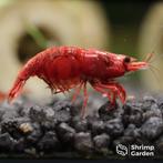 Red Sakura garnalen (Neocaridina), Dieren en Toebehoren, Vissen | Aquariumvissen, Kreeft, Krab of Garnaal, Zoetwatervis, Schoolvis