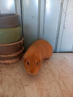 Donker crème beertje, Dieren en Toebehoren, Mannelijk, Cavia