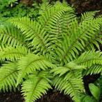 Polystichum polyblepharum of glansschildvaren, Ophalen, Vaste plant, Varens