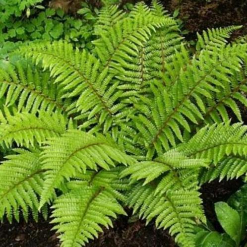 Polystichum polyblepharum of glansschildvaren, Tuin en Terras, Planten | Tuinplanten, Vaste plant, Varens, Ophalen