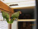 wijnborst amazone, Dieren en Toebehoren, Vogels | Parkieten en Papegaaien, Mannelijk, Papegaai