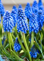 Pépins de raisin bleu biologiques, Jardin & Terrasse, Enlèvement ou Envoi