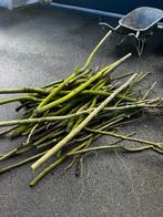 Gratis brandhout, Tuin en Terras, Brandhout, Ophalen, Takken