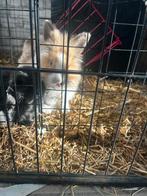 2 dwerg konijntjes, Plusieurs animaux, Nain, Oreilles tombantes, 0 à 2 ans