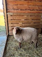 Ardense voskop ram, Dieren en Toebehoren, Schapen, Geiten en Varkens, Mannelijk, Schaap, 0 tot 2 jaar