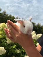 Super lieve Nederlandse dwerg hangoortjes, Dieren en Toebehoren, Konijnen