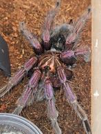 Pamphobeteus vespertinus volwassene mannetje, Dieren en Toebehoren