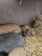 5 konijnen te koop met hok en toebehoren, Dieren en Toebehoren