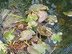 Nénuphar à fleurs rose clair, Ophalen of Verzenden, Nieuw, Overige typen