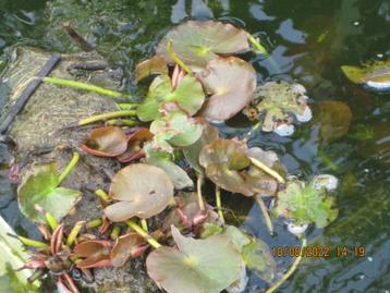 Nénuphar à fleurs rose clair                                 beschikbaar voor biedingen