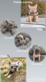 Mooie Franse Bulldog pupjes !!!., Dieren en Toebehoren, Honden | Bulldogs, Pinschers en Molossers, België, Fokker | Hobbymatig