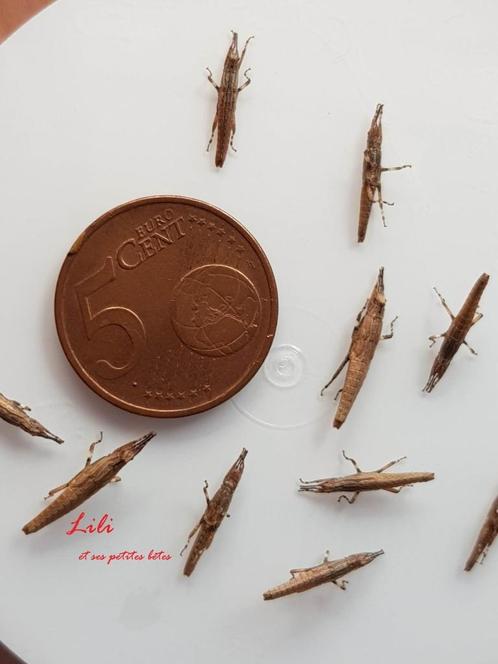 Phasmes Planispectrum hongkongense, Dieren en Toebehoren, Insecten en Spinnen, Wandelende tak