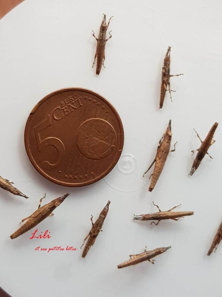 Phasmes Planispectrum hongkongense, Dieren en Toebehoren, Insecten en Spinnen, Wandelende tak