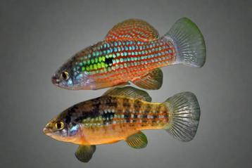 Floridea Flagfish (Alg etende soort) beschikbaar voor biedingen