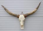 Grote schedel TEXAS STYLE LONGHORN 145 cm - ref. A, Ophalen, Nieuw, Boerderijdier, Schedel
