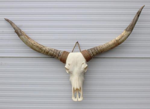Grote schedel TEXAS STYLE LONGHORN 145 cm - ref. A, Verzamelen, Dierenverzamelingen, Nieuw, Schedel, Boerderijdier, Ophalen