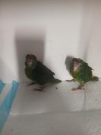 Kakarikis  voor handopfok, Animaux & Accessoires, Plusieurs animaux, Perruche, Domestique