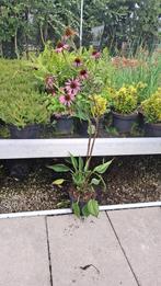 Echinacea purpurea 'Magnus'. Vaste Plant, Ophalen, Vaste plant