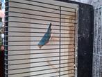 Blauwe gould man