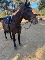 BWP all round paard 165cm, Merrie