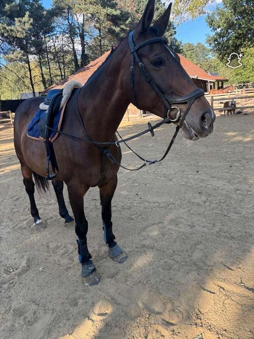BWP all round paard 165cm, Dieren en Toebehoren, Paarden, Merrie