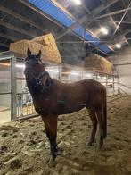 Allrounder te koop!, Dieren en Toebehoren, Paarden, Ruin