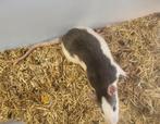 Ratten, Maart, Mannelijk, Rat