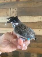 Buulbuul roodoor, Dieren en Toebehoren, Vogels | Overige Vogels, Geringd