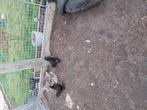 Sabelpootkriel, Dieren en Toebehoren, Pluimvee