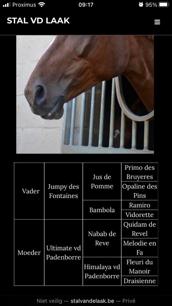 Fokmerrie Jumpy de fontaines x nabab de reve, Dieren en Toebehoren, Paarden, Merrie, Onbeleerd, 170 tot 175 cm, 11 jaar of ouder