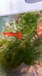 Twee man en vrouw guppy‘s, Dieren en Toebehoren, Ophalen, Zo goed als nieuw, Gevuld zoetwateraquarium